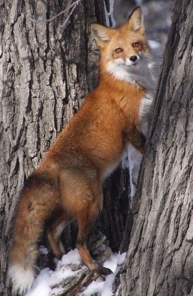 ADORABLE.